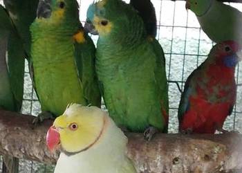 Amazonki niebieskoczelne 2025 rok DNA