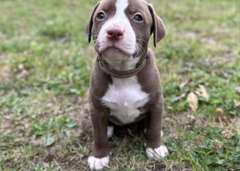 American Pit Bull Terrier - suczka