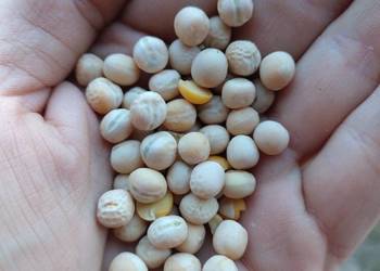 Groch siewny Astronaute po centrali