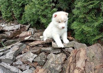 Siberian husky boy