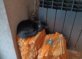 Rozpałka Sosnowa sucha worek / Żółkiewka