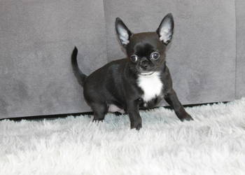 ZAREZERWOWANY! Chihuahua krótkowłosy chłopiec ZKwP FCI! Prawdziwy rodowód