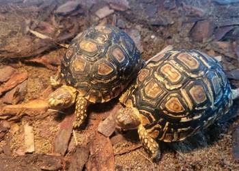Żółw Lądowy Lamparci  - Sklep Zoologiczny