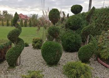 Usługi Ogrodnicze, Cięcie Drzew i krzewów ozdobnych.