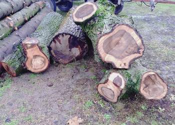 Drzewo Orzecha Klocki/Kłody