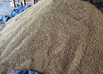 Owies Reflex zbiór 2025