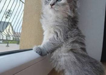 Śliczna Niebieska Kotka Syberyjska PZF/WCF Xanti*PL