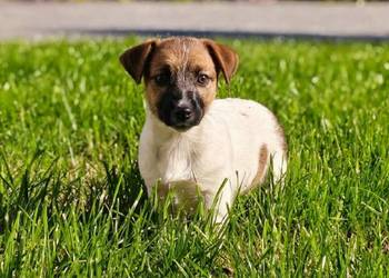 Suczka Jack Russell Terrier FCI szuka domu jako towarzysz - NIE HODOWLA