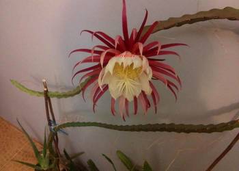 Epiphyllum--- RARYTAS  --RARYTAS--Nowość !--- KAKTUS