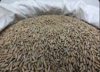 Sprzedam żyto-opałowe