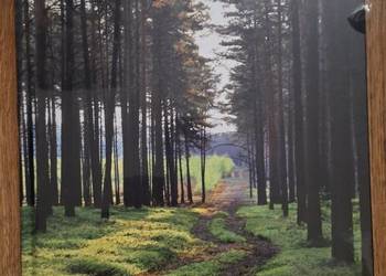 Album z okazji 20 lat Nadleśnictwa Przytok