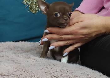 *** MINI Dziewczynka Chihuahua*** Gotowa Do Odbioru***