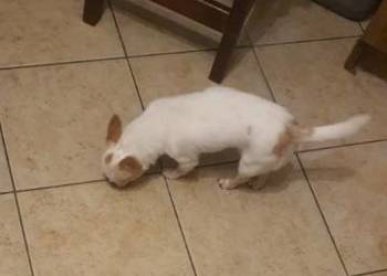 Chihuahua biała suczka 8 miesięczna