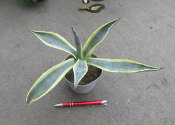 Kolorowa agawa - agave americana variegata - duża sadzonka