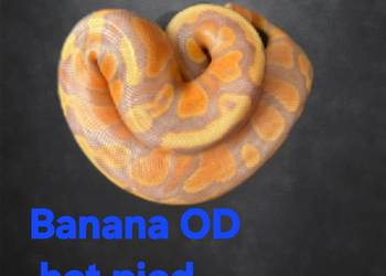 Do pokazania samiec z tamtego roku  350 g