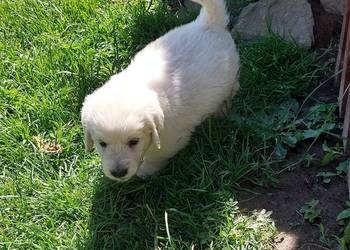 Szczenięta Golden Retriever ZKwP FCI
