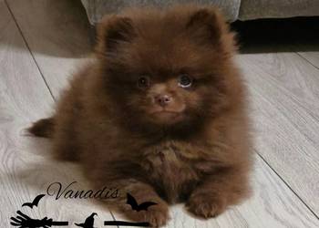 Szpic miniaturowy szczenięta