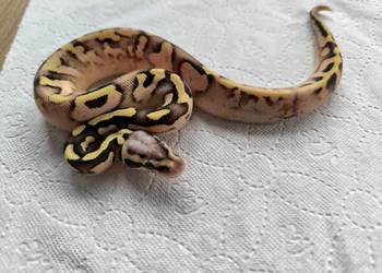 Pyton królewski Calico OD Pastel Fire poss het Clown