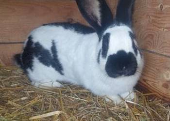 Sprzedam samice srokacz niemiecki