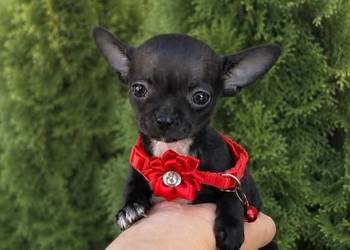 Chihuahua mini prześliczna czarna suczka