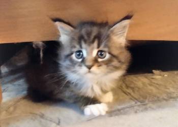 Piorun – to śliczny kotek rasy Maine Coon