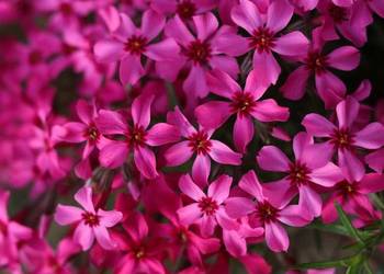 Płomyk szydlasty Atropurpurea