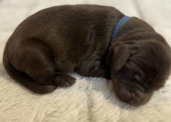 Wątrobiany piesek rasy Flat Coated Retriever FCI