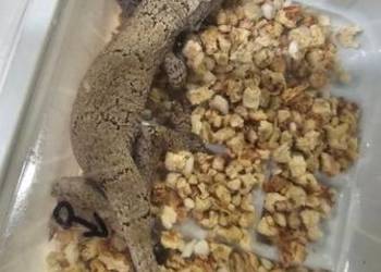 Gekon gargulcowy samiec