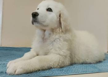 Owczarek Podhalański , piękne szczenięta z metryką , Radzyń Chełmiński