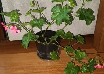 Duża pelargonia bluszczolistna, kwitnąca aktualnie, na różowo