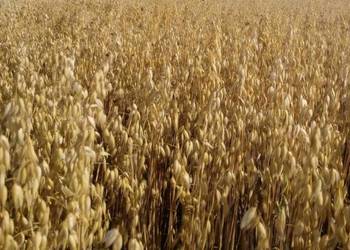 Owies Jary  Navigator