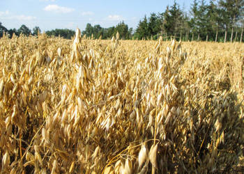 Owies z tegorocznych zbiorów Owies z tegorocznych zbiorów