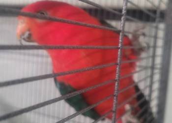 Papugi szkarlatki krolewskie