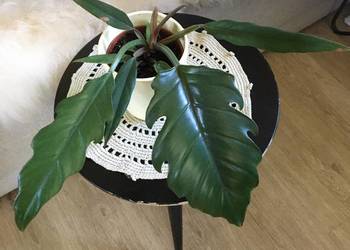 Filodendron Choco Empress