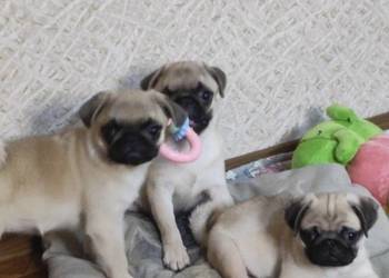 Mops szczenięta z rodowodem