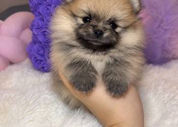 Suczka szpic miniaturowy pomeranian Orange badania DNA!