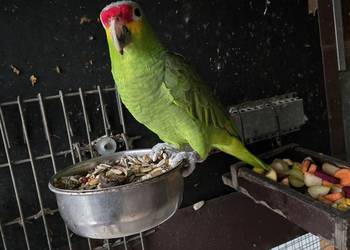 Amazonka żułtolica  samiec