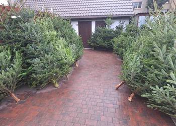 Zapraszam już mamy Jodły kaukaskie, choinki cięte i doniczka CIECHANOWIEC