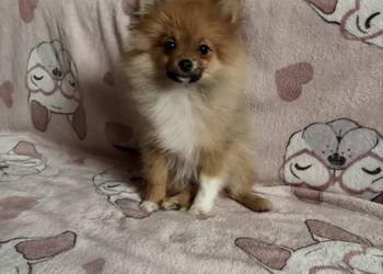 Szpic Miniaturowy pomeranian komplet szczepień