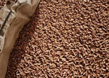 Pszenżyto tegoroczne