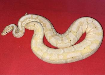 Pyton królewski - Dorosła samica Banana Enchi het Clown