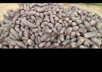 Sprzedam buraczek czerwony