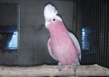 Sprzedam kakadu różowe