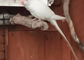 Księżniczka walli samiec biały 2025