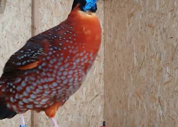 Bażant tragopan tyminek