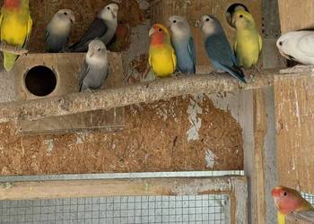 Sprzedam różne gatunki papug