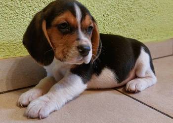 Beagle, szczenięta beagle, pieski, suczki