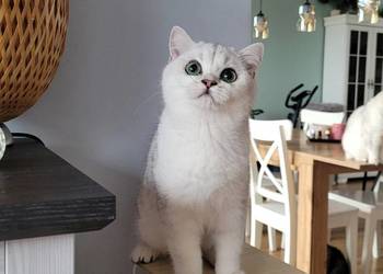 srebrne pointy kocięta brytyjskie