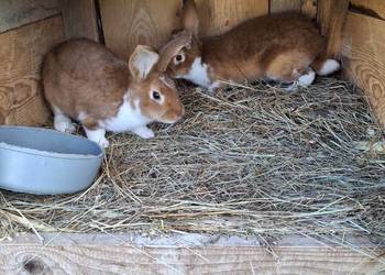 Kroliki meklemburskie