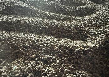 Seradela 2025 po petkusie zbiór dwuetapowy